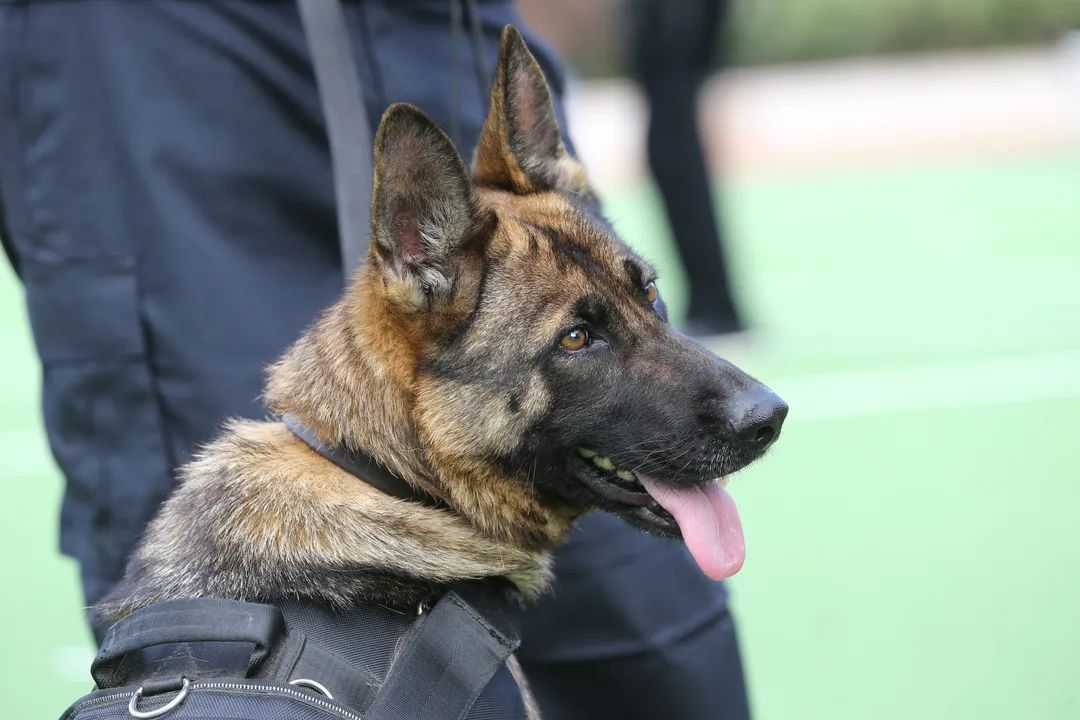刑警学院出售淘汰犬,起价200元,能对它好一辈子的可以买一只