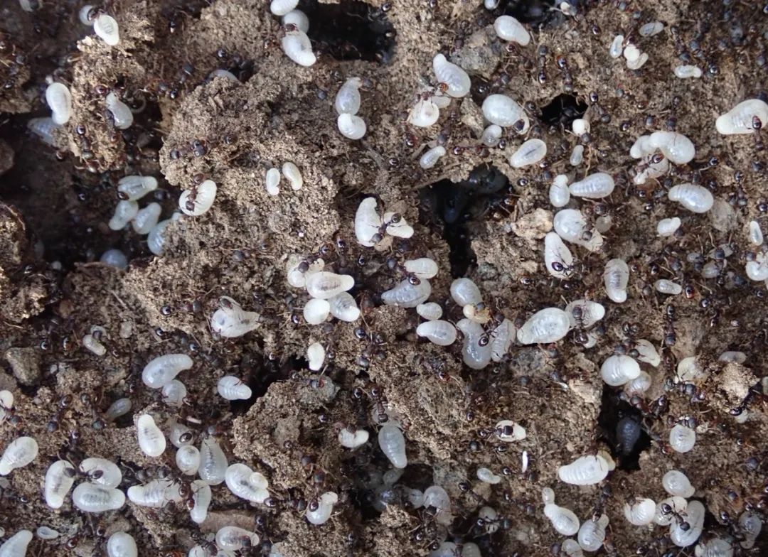 懒得去动物园用这个方法家门口也能找到几十种小动物