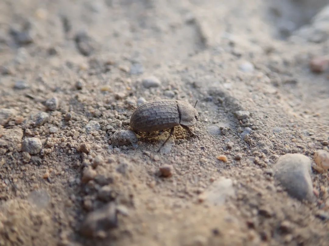 94土甲,作者供图土蝽,黑黑圆圆的,看起来像小甲虫,不过千万别试图用