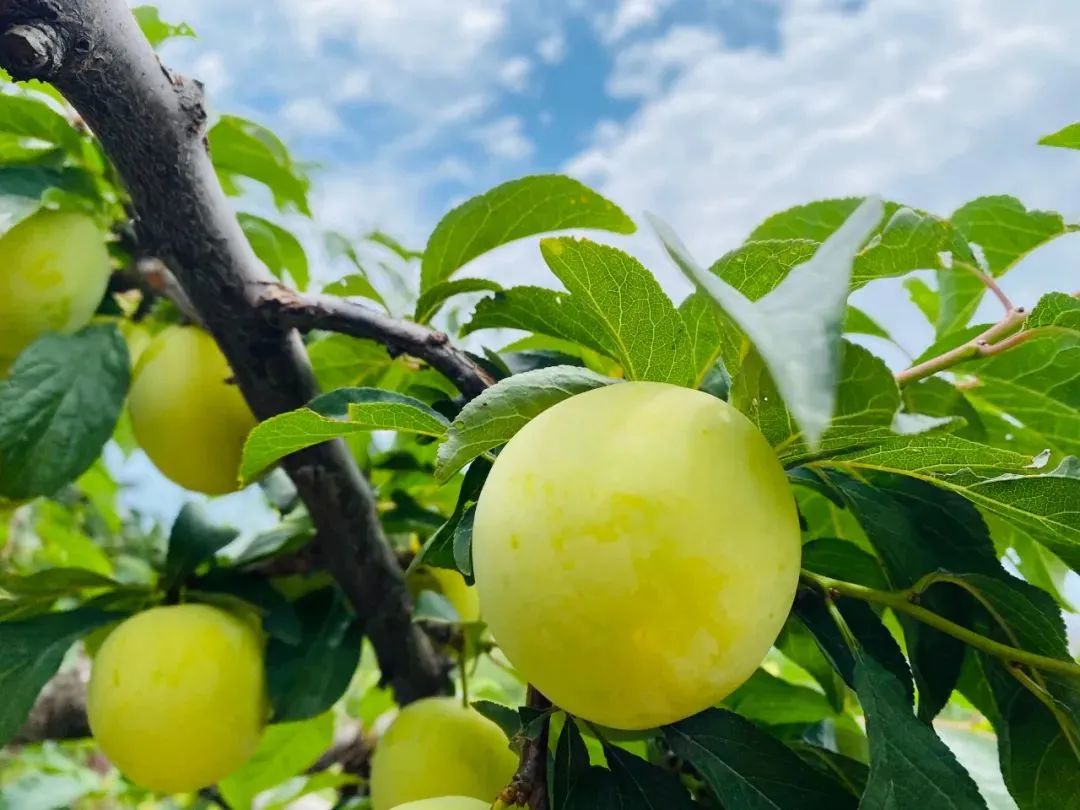 四川汉源桃花李得皇帝恩宠钦定为贡果