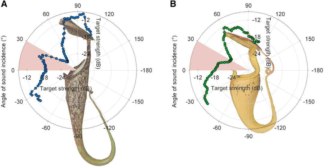 猪笼草进化出超声波定位竟是为了食粪