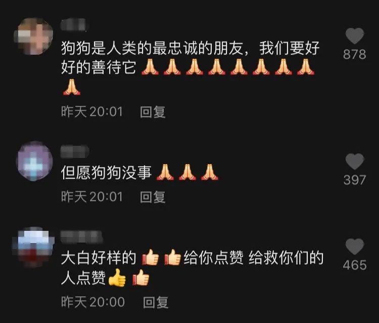 忠心护主！湖南一女子跌落5米深洞后，她的大白狗也跟着跳了下去休闲区蓝鸢梦想 - Www.slyday.coM