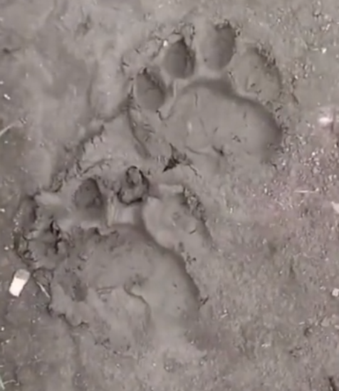 ▲视频中拍到的出现在吉林蛟河的动物足迹。网络视频截图