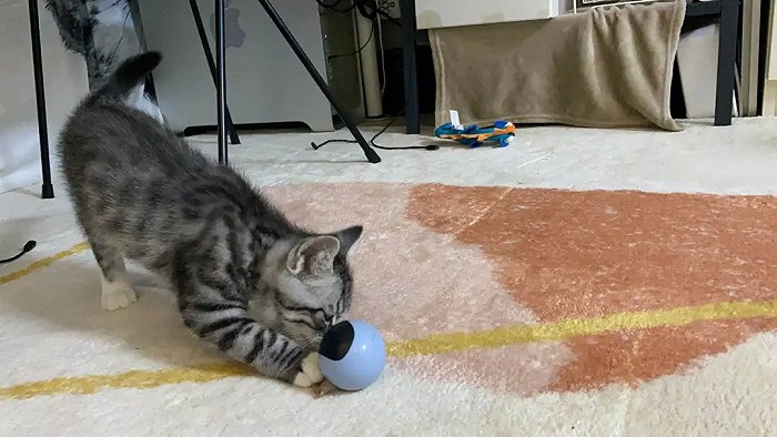猫咪在玩玩具球 /受访者供图