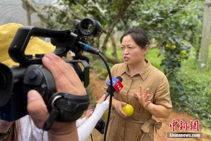 建宁县春花农场负责人陈春花在接受采访。 中新网记者 程春雨 摄