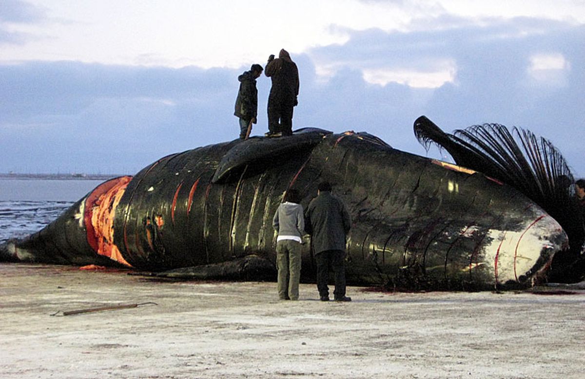 阿拉斯加北部的捕鲸人|界面新闻 · 影像