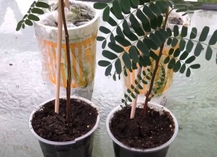 吃完的荔枝核千万别扔了泡一泡还你一片小森林