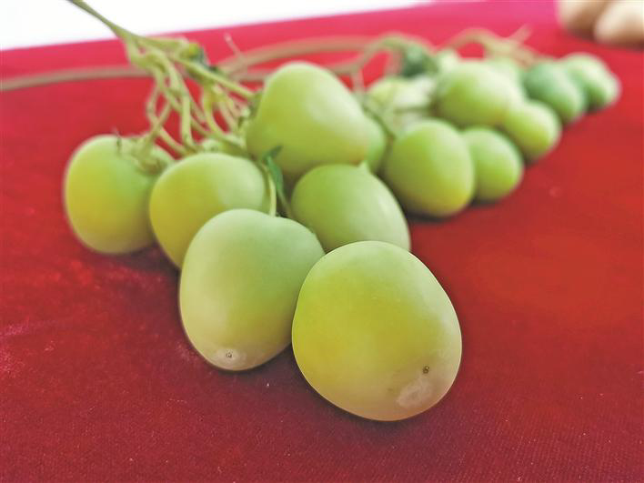 ①二倍体马铃薯自交系果实.