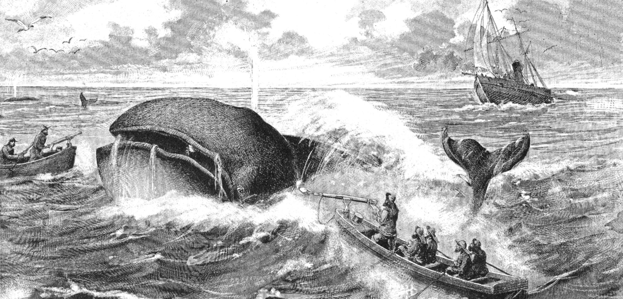 海洋悲歌:南极捕鲸血腥极简史 - 知乎