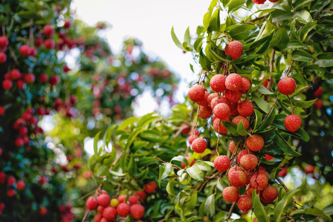 荔枝图序|长安的荔枝|岭南荔枝_新浪新闻