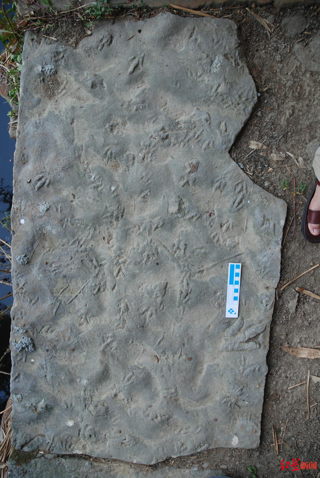 四川自贡发现中国最小恐龙足迹:或为刚出生不久恐龙留下,身材约为麻雀