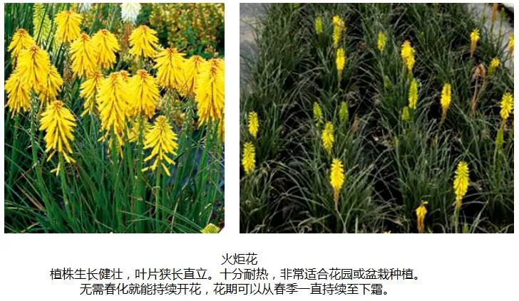 这条路上的花坛 大有深意 南湖 新浪新闻