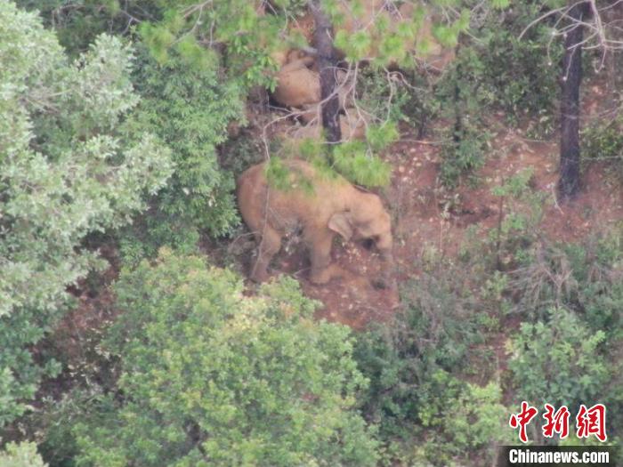 图为监测到的象群。云南省森林消防总队提供