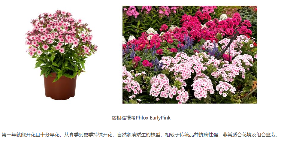 这条路上的花坛 大有深意 南湖 新浪新闻