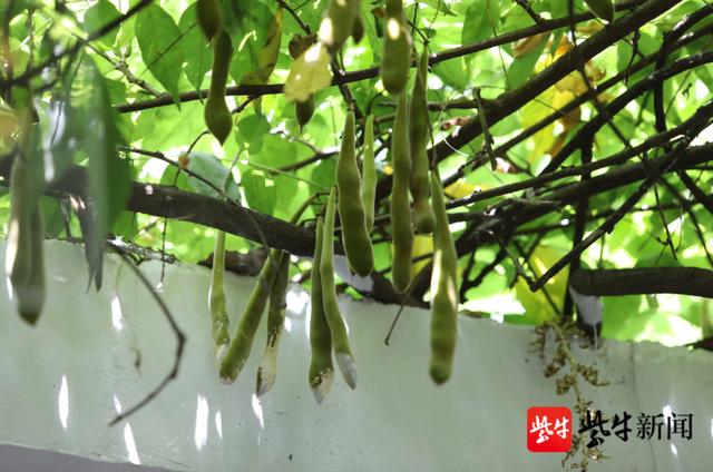 上百颗紫藤果串成夏日美景,姑苏小巷再添网红打卡点