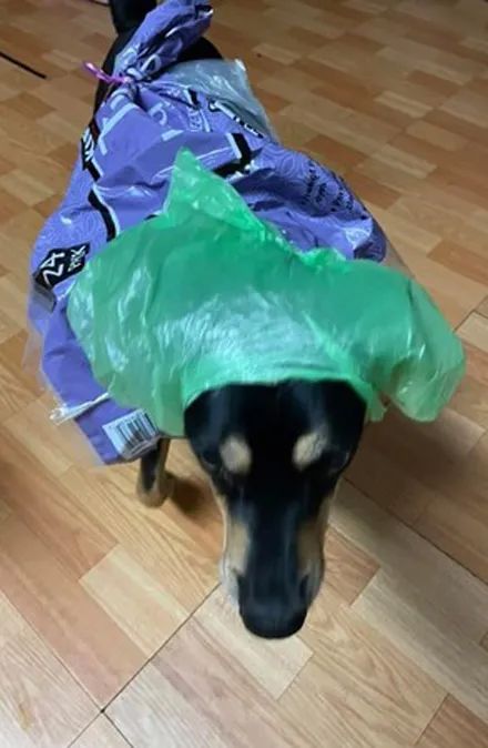 主人用塑料袋给狗子自制雨衣,它穿上却很生气,网友一看:难怪!