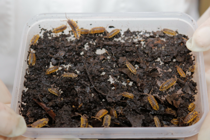 大连海关截获100多只,都是活的…|鼠妇|海关|大连_新浪新闻