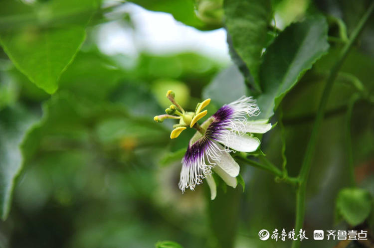 情報站清新別緻吃過百香果日照麒麟山百香果開花你見過嗎