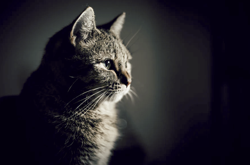 隐秘的宠物殡葬猫猫狗狗们的死亡价码 狗 新浪财经 新浪网