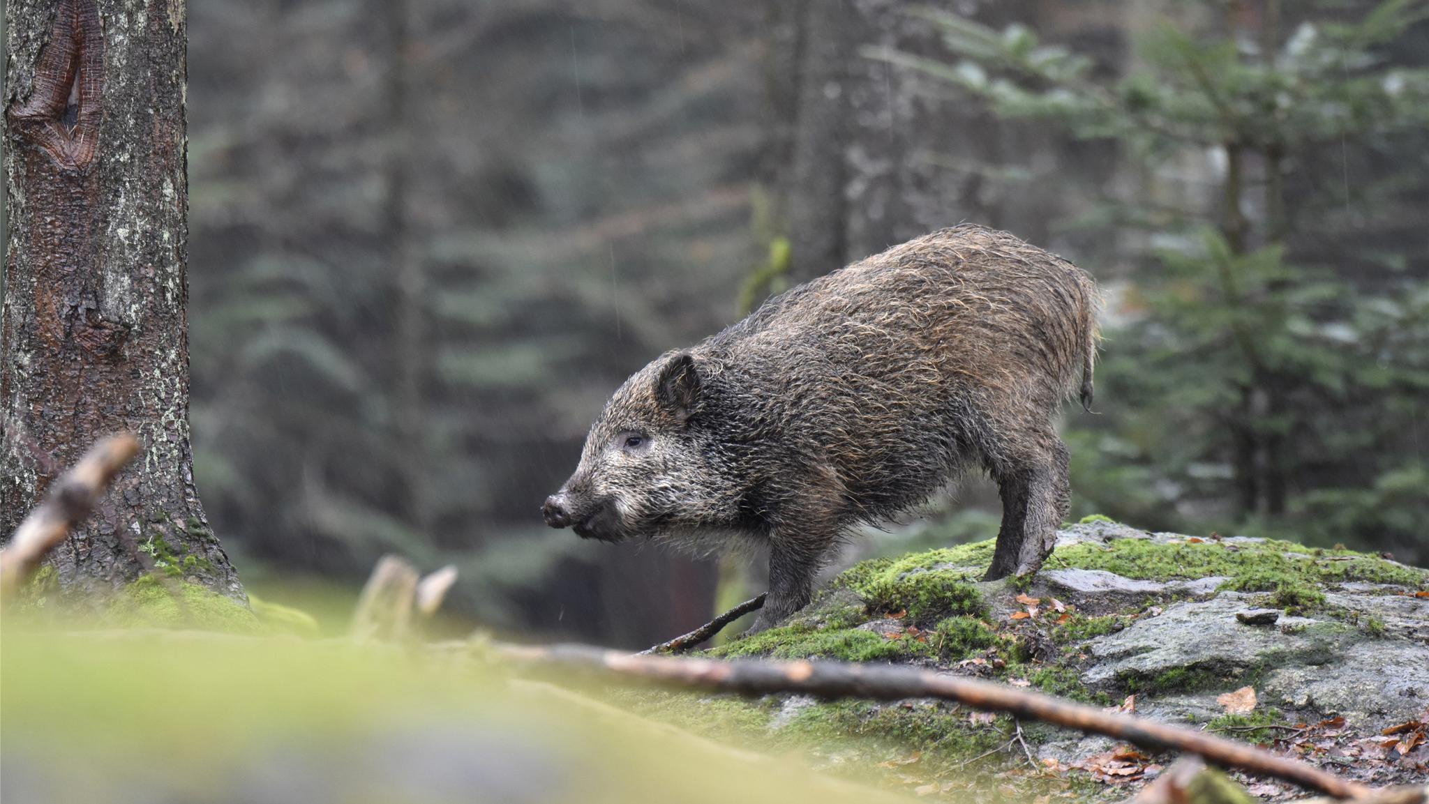 野猪"拖家带口"游深圳仙湖植物园