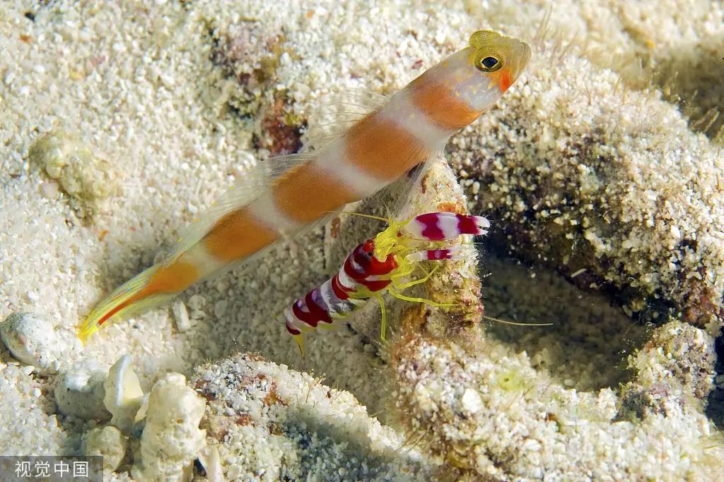 自然| 鼓虾:水下的"神枪手"|虾|虾虎鱼|低压_新浪新闻