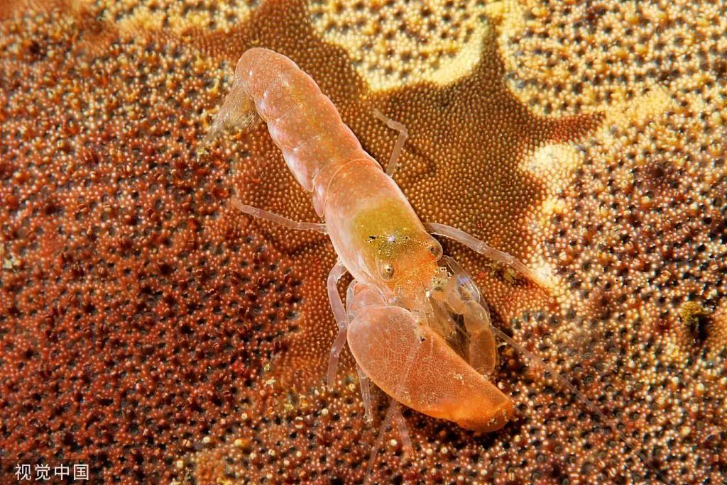 自然| 鼓虾:水下的"神枪手"