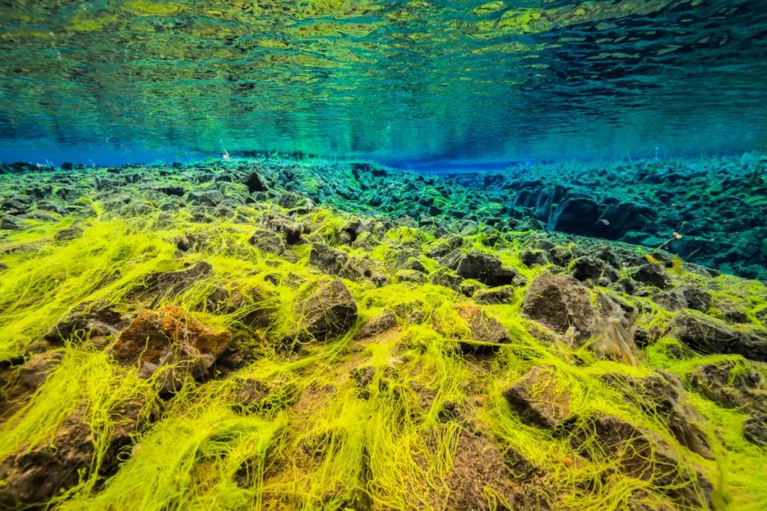 别看海草随波舞动,佛系逍遥,海洋健康可离不开它!
