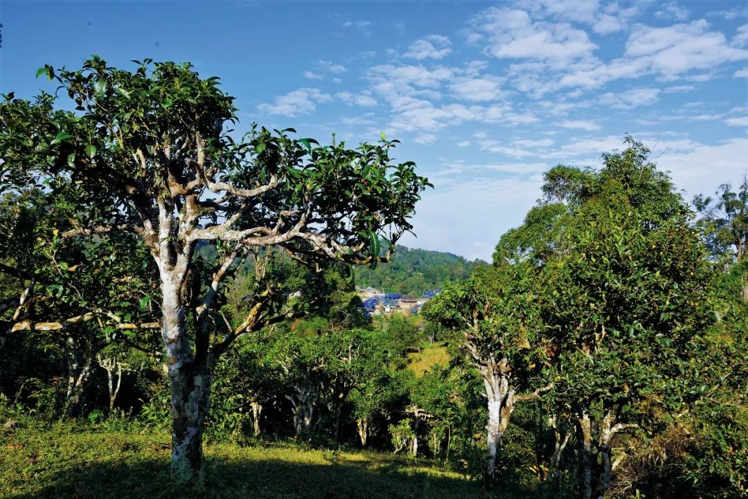 古树茶 我们需要讲真