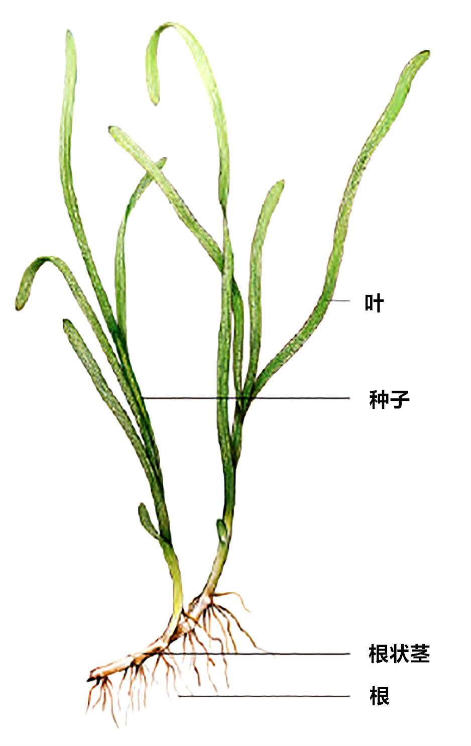 海草结构图(图源:周佳俊)