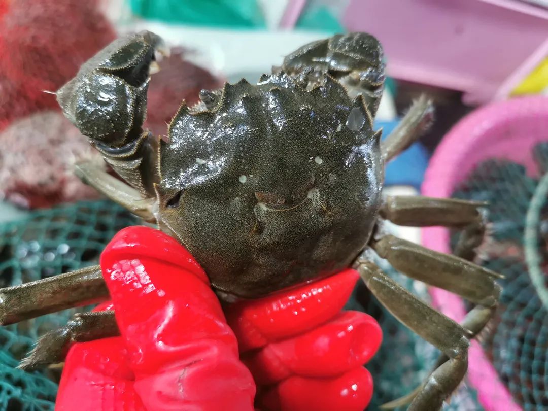 比小龙虾还鲜！嘉兴人爱吃的大闸蟹大量上市，便宜的1块钱1只~休闲区蓝鸢梦想 - Www.slyday.coM