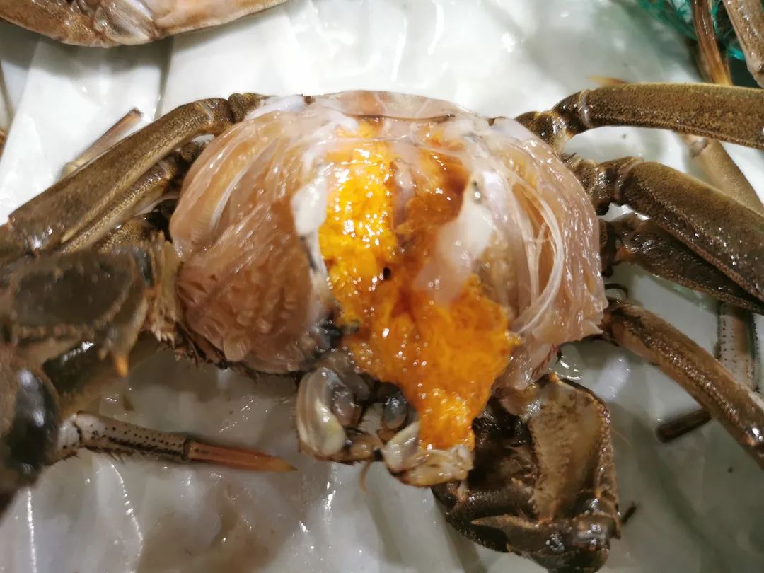 比小龙虾还鲜！嘉兴人爱吃的大闸蟹大量上市，便宜的1块钱1只~休闲区蓝鸢梦想 - Www.slyday.coM