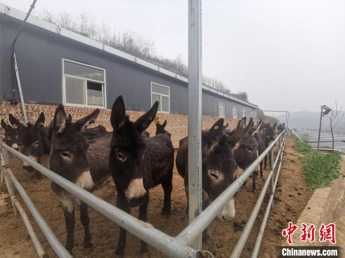 山沟里的返乡“驴倌”：回馈这片难舍的乡土