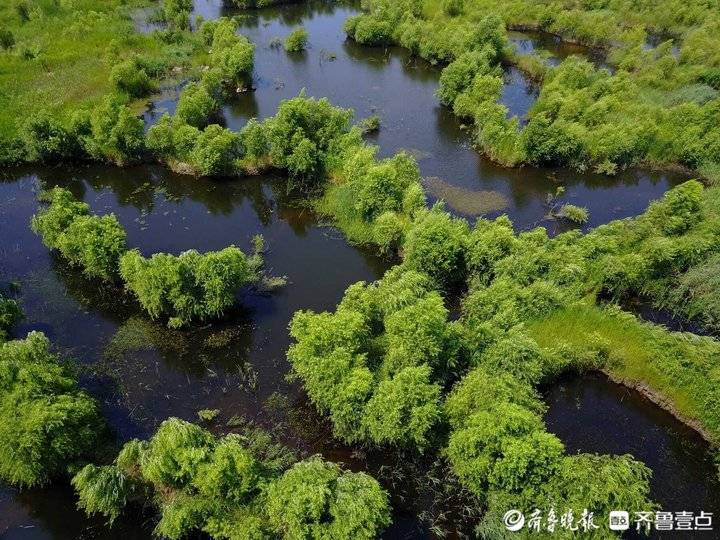 平度大沽河湿地公园图片