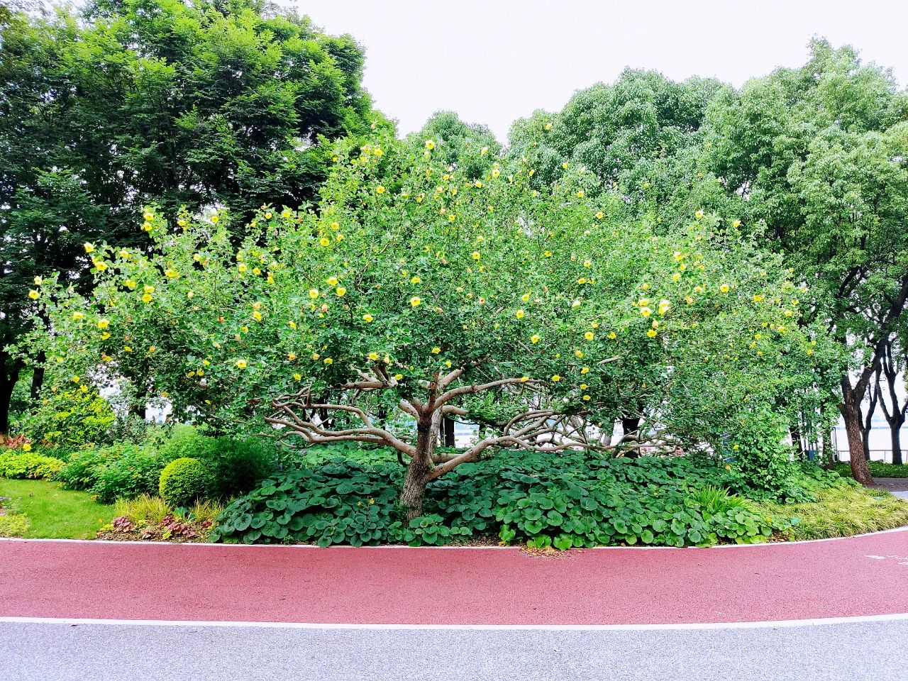 这三个公园的海滨木槿已盛开观赏指南请收好