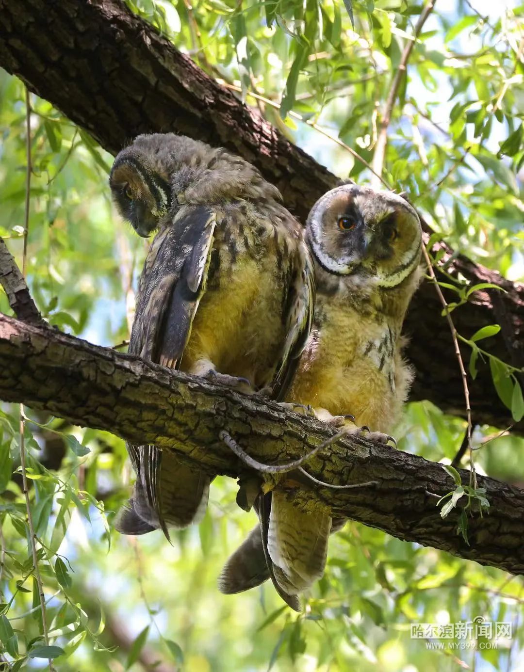 猫头鹰一家5口进城落户太阳岛公园上演隔空对唱引围观