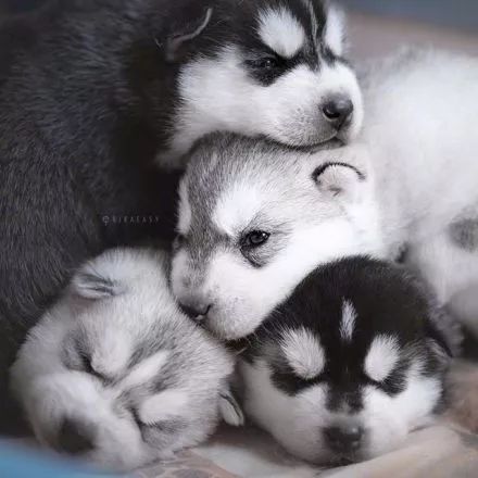 网友养了一群二哈,可没想到居然是这样的一群小萌物,也太仙了!