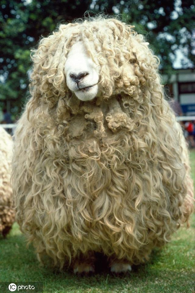 有甜美长发的可爱宠物狗,有刘海发型的的大象等,各种发型令人捧腹大笑