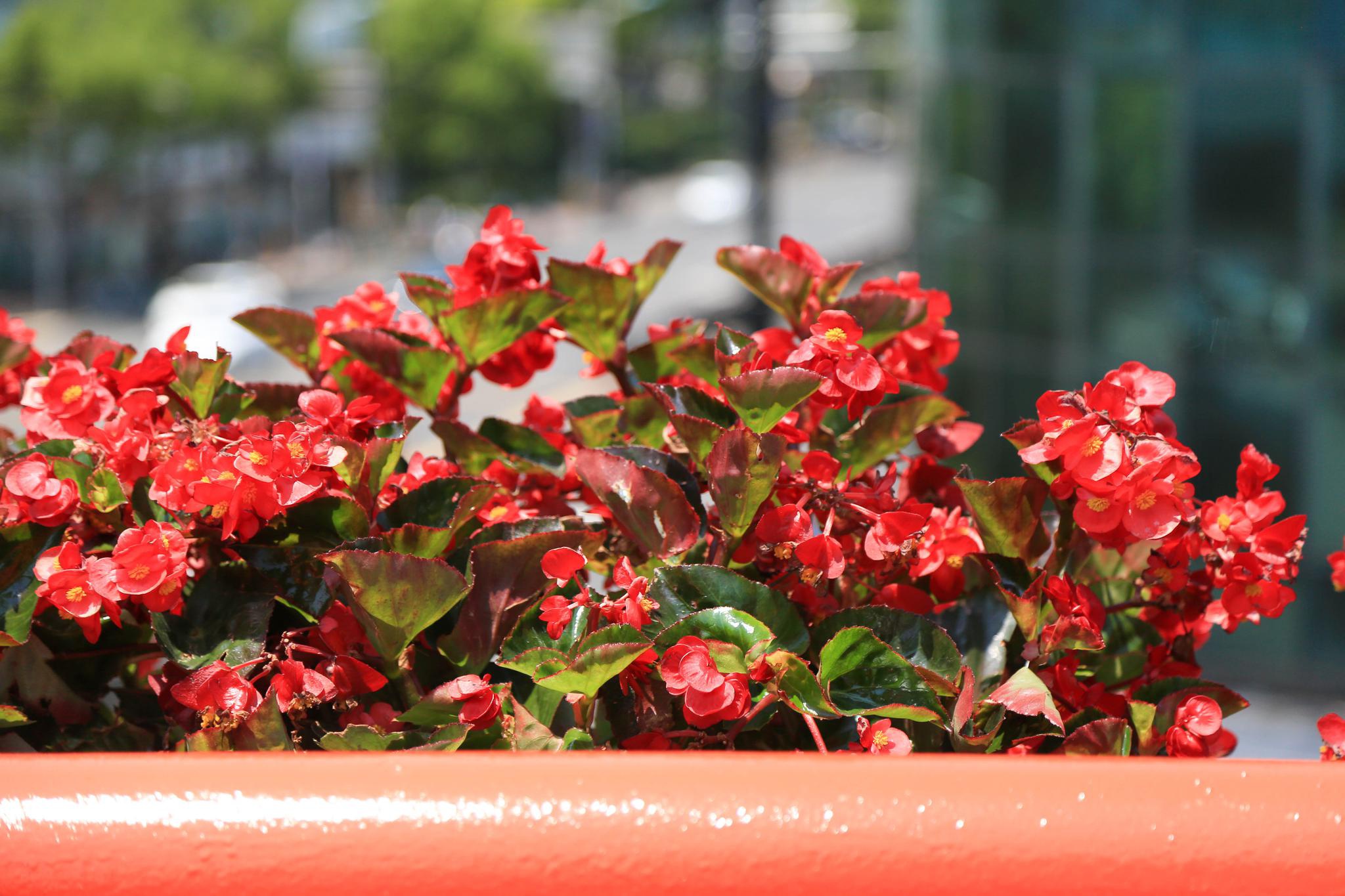 三角梅,超级海棠……"七一"前夕上海高架摆放7万盆花