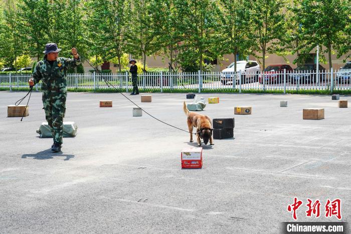 警犬进行长绳排爆训练. 吕品 摄