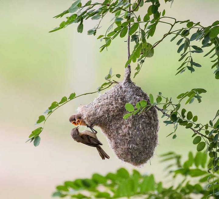 可爱小鸟—中华攀雀妈妈捕食进洞喂食小鸟