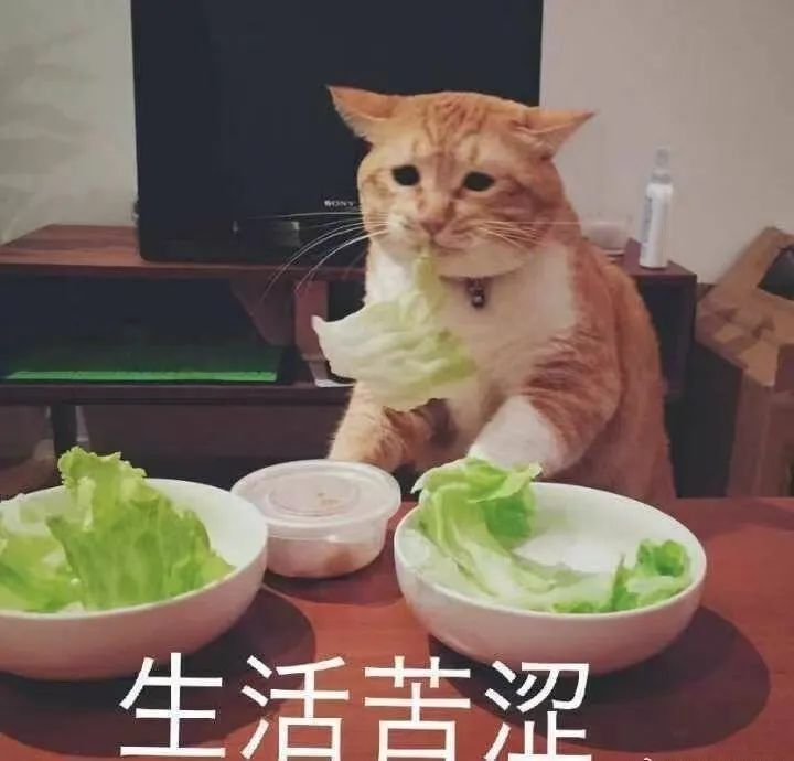 吃了一个月轻食，我胖了5斤 - Vimarsana News