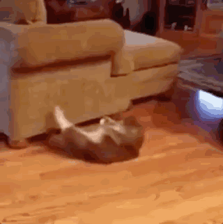 仰卧起坐可以瘦肚子吗?