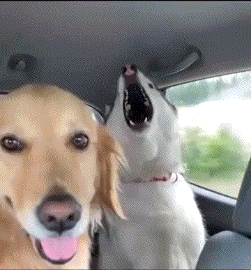 当金毛遇上暴躁二哈!