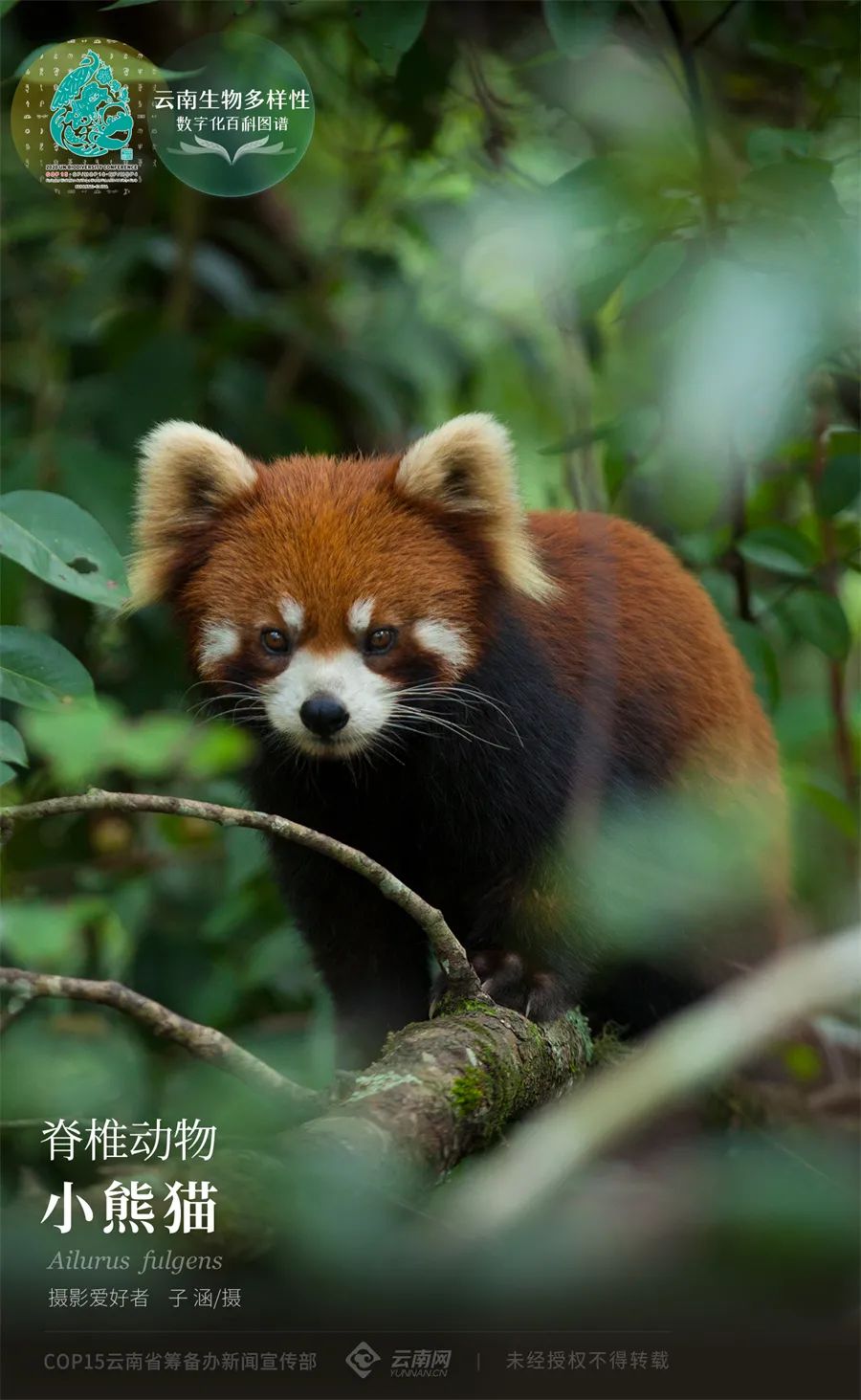 【云南生物多样性数字化百科图谱】脊椎动物·小熊猫:骨子里的萌,是连