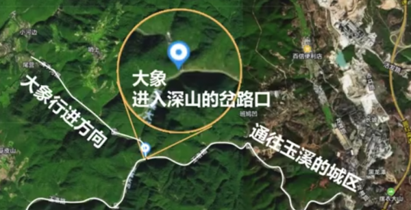 主播吃播云南象群吃剩的菠萝，被骂了休闲区蓝鸢梦想 - Www.slyday.coM