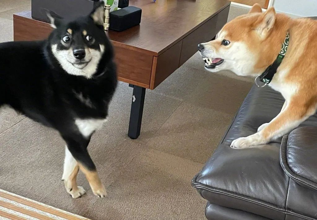 两只狗吵架图片