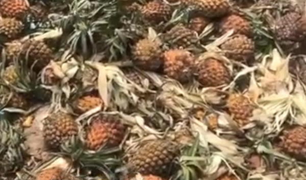 主播吃播云南象群吃剩的菠萝，被骂了休闲区蓝鸢梦想 - Www.slyday.coM