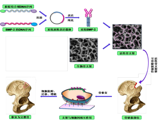 （活性生物骨工艺路径和修复原理来源：正海生物）