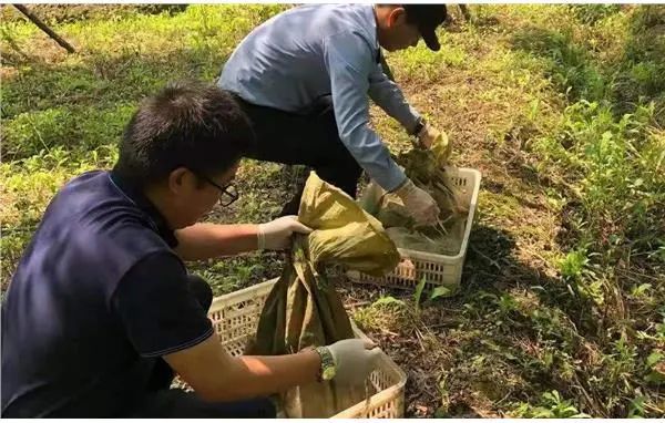 上海一酒店卖中华蟾蜍4人被抓，被抓的中华蟾蜍回归大自然