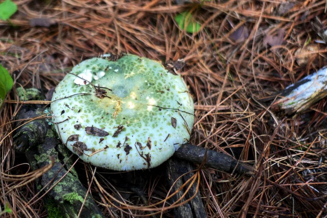 如果你问小云,平时家里最爱吃的菌子是什么?答案就是:青头菌.